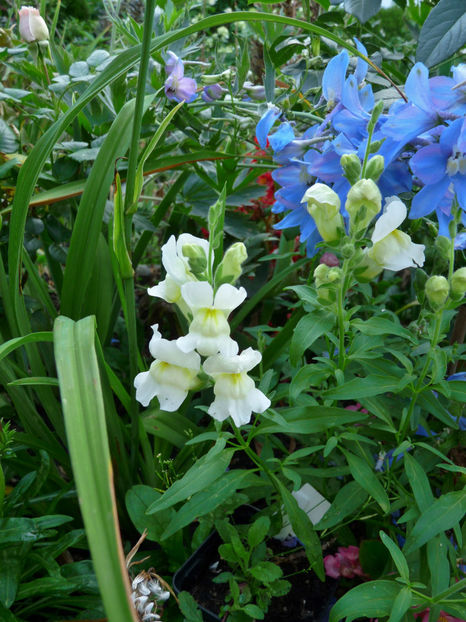 2018 - Gura leului - Antirrhinum majus