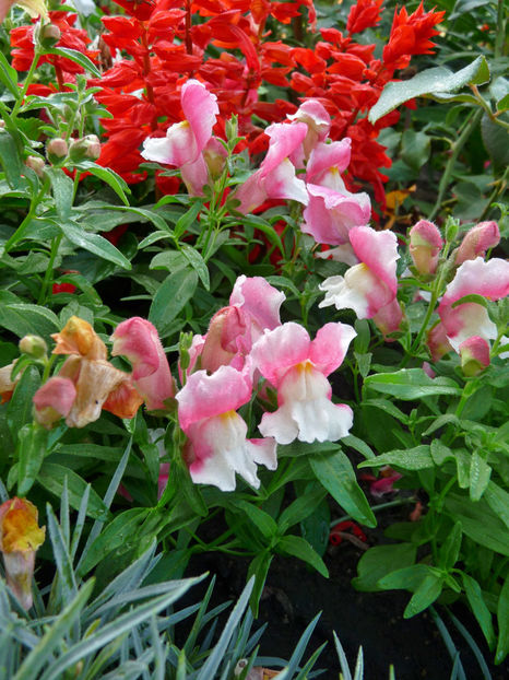  - Gura leului - Antirrhinum majus