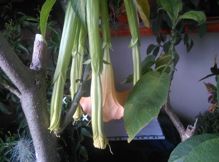  - Brugmansia