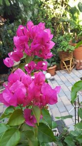  - Bougainvillea