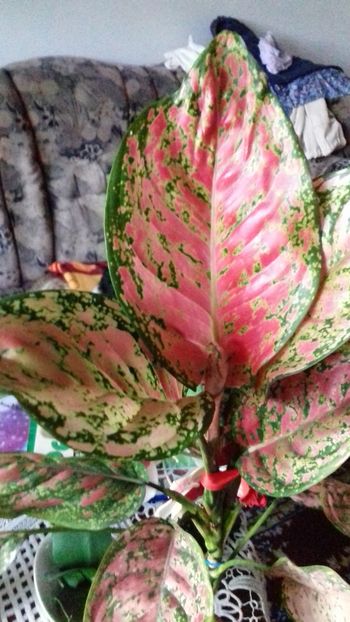  - 003-1 Aglaonema- planta intunericului