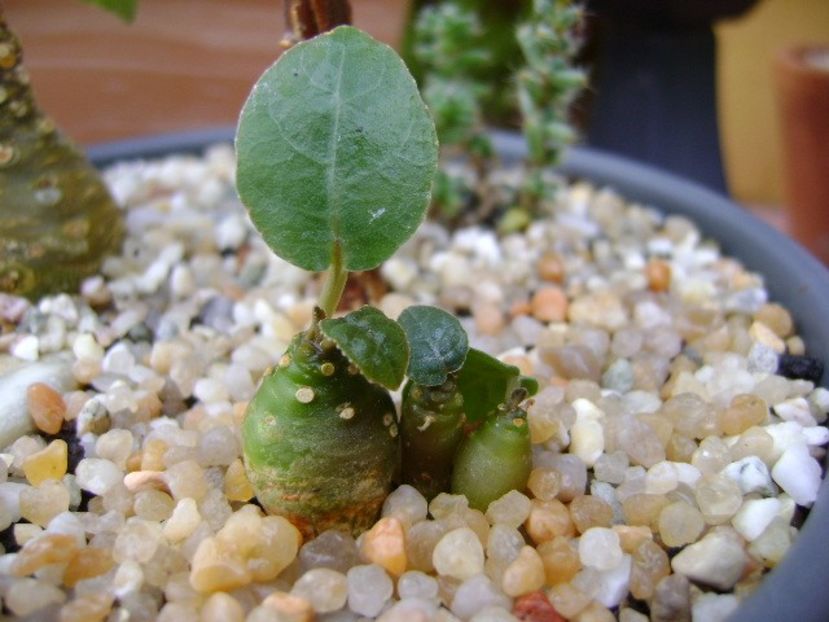 Dorstenia crispa - Caudiciforme si bulbi 2018