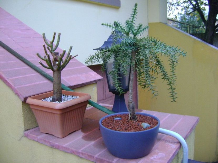 Euphorbia umbellata & Araucaria cunninghamii v. glauca - Bonsai si prebonsai 2018-2020