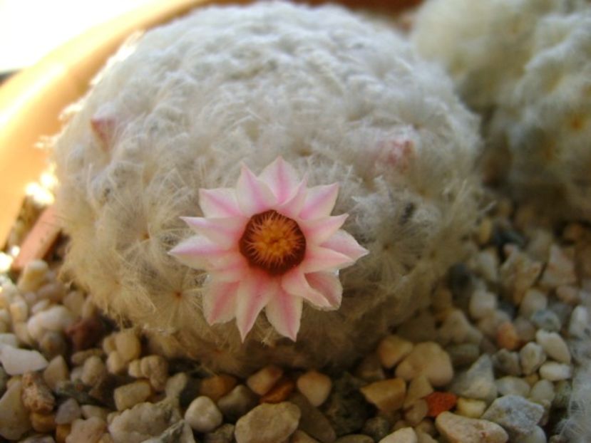 Mammillaria plumosa v. roseiflora - Cactusi 2018 final de an