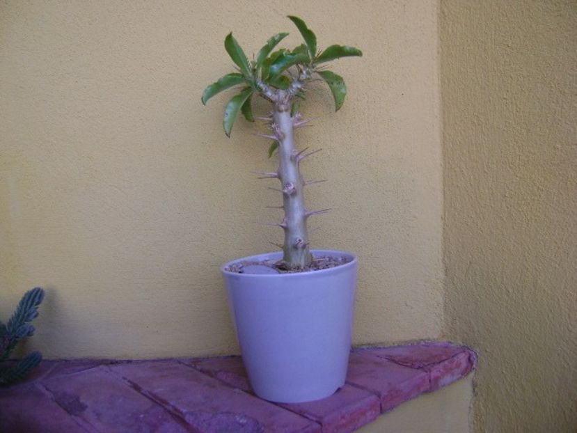 Pachypodium saundersii - Caudiciforme si bulbi 2018