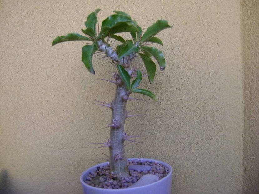 Pachypodium saundersii - Caudiciforme si bulbi 2018