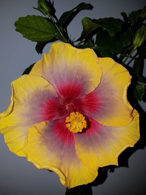  - Hibiscus Russian Firebird