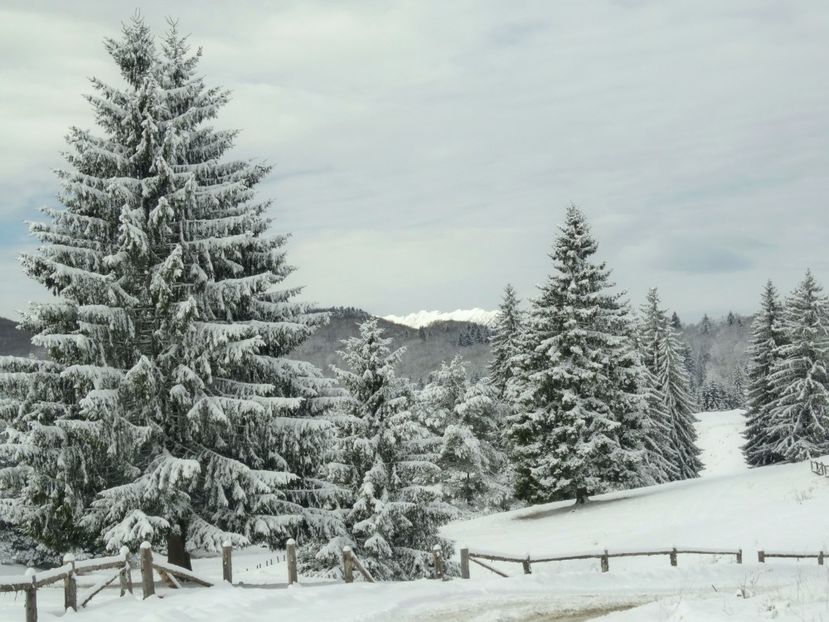  - 04 - Brașov-Postăvaru-feb 2017