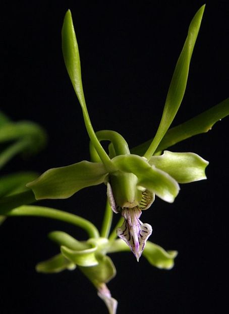 Dendrobium strebloceras - Forme si culori pentru mangaiat sufletul 2