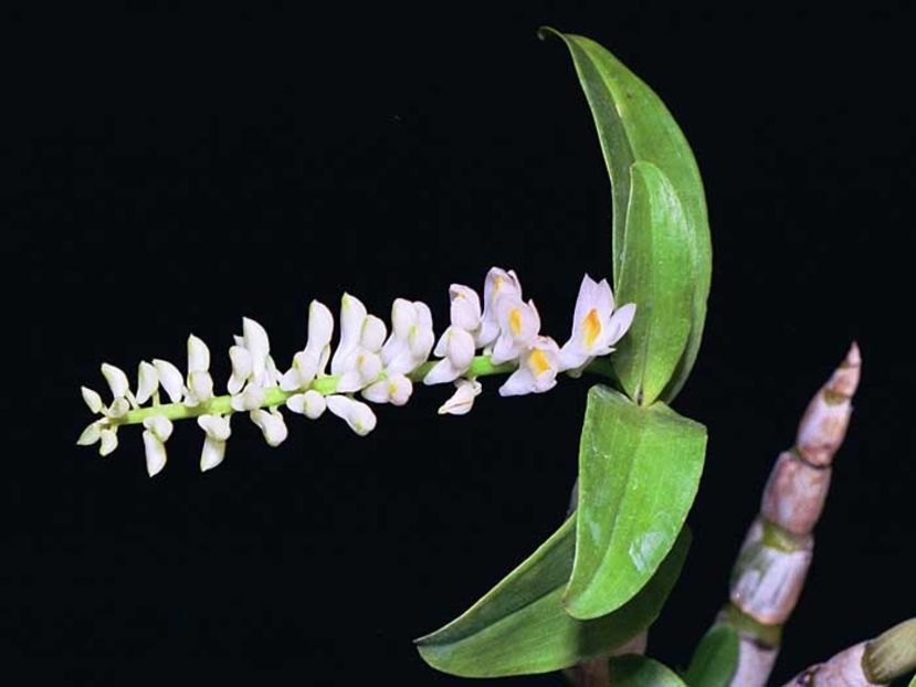 dendrobium secundum - Forme si culori pentru mangaiat sufletul 2