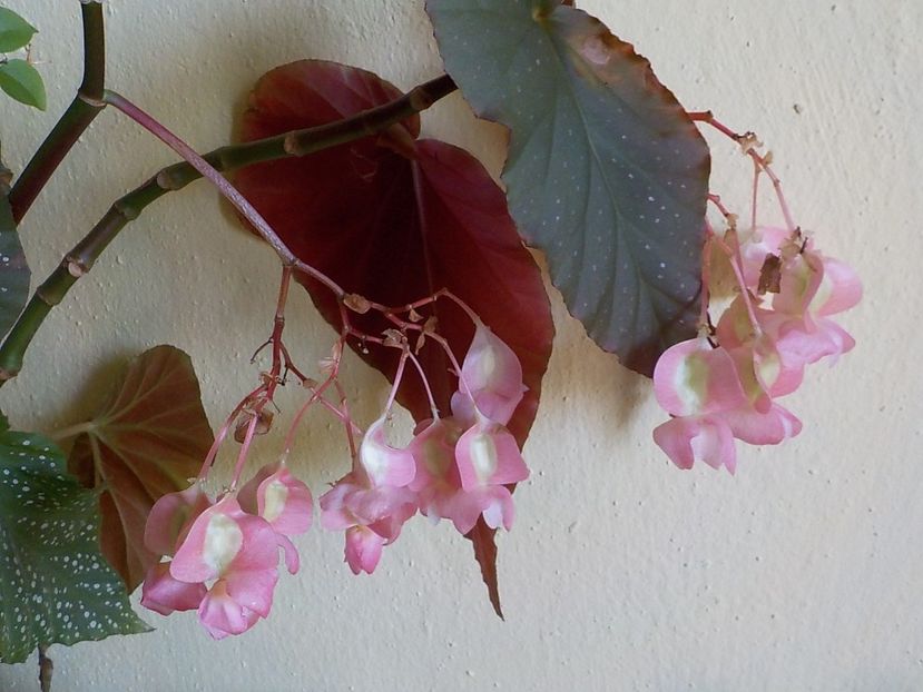  - begonia lucernae