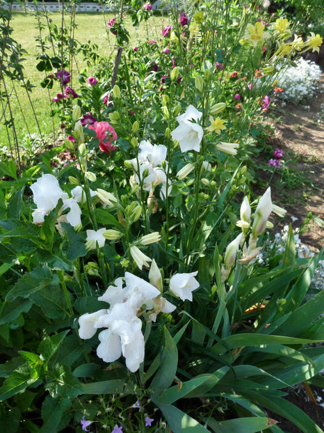  - Campanula