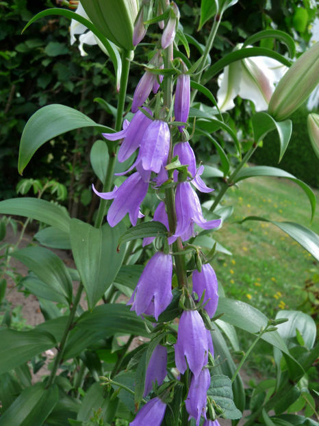  - Campanula