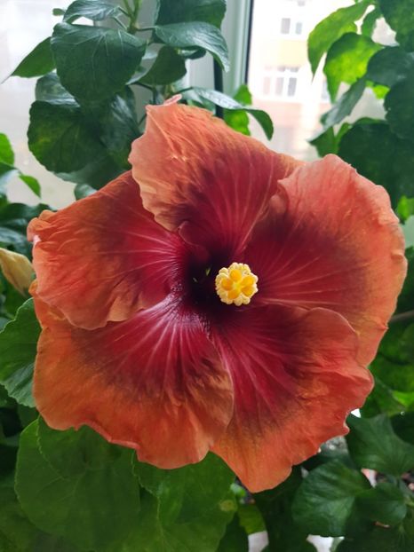  - Hibiscus Tahitian Dark Congo