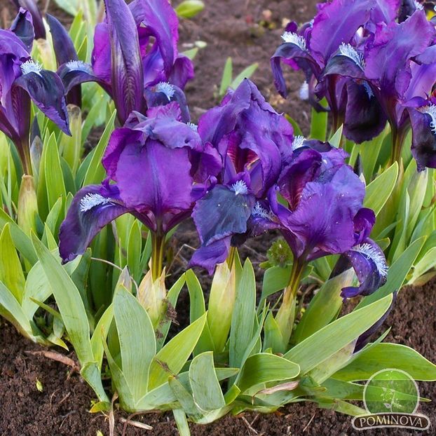 plante-perene-iris-pumila - Iris pumilla