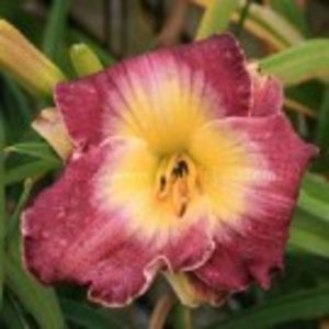 court  magician - HEMEROCALLIS achizitionati in 2017 si 2018