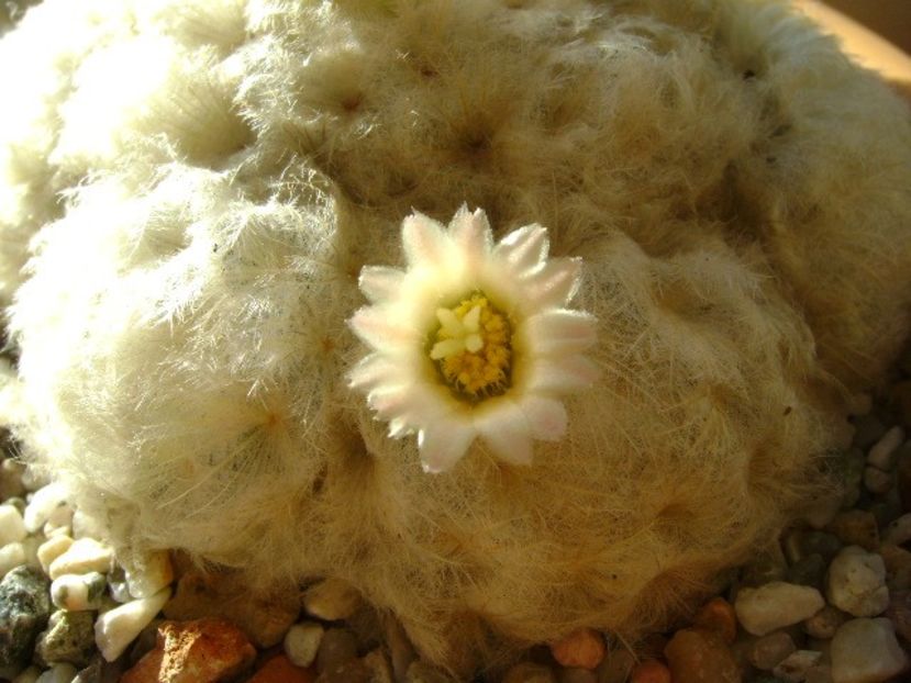 Mammillaria plumosa - Cactusi 2018 final de an