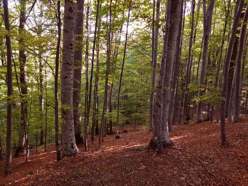  - 06 - Cheia - Muntele Roșu - nov 2018