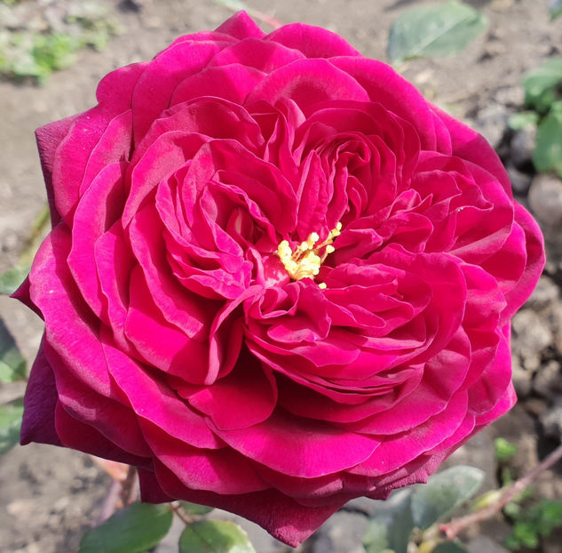 Rose de Rescht. Damask - Album