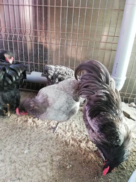  - Australorp 2018