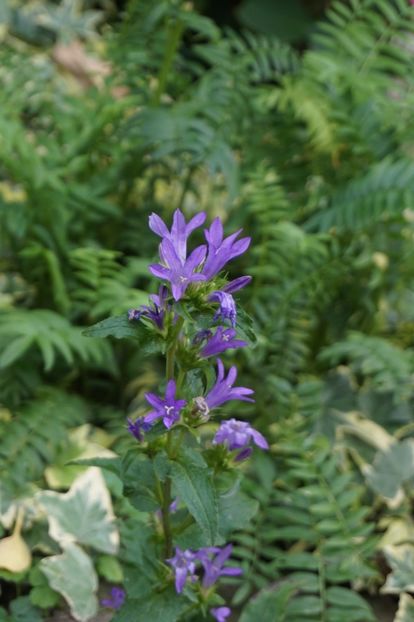  - Campanula