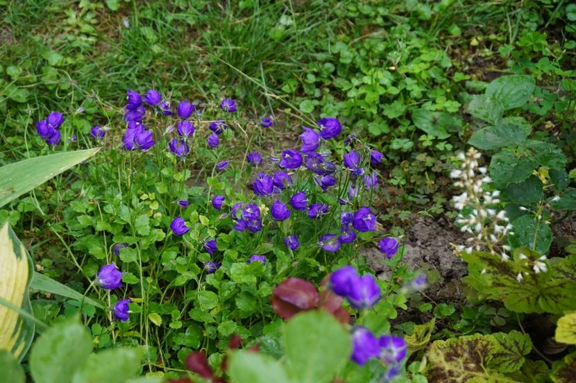  - Campanula