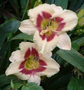 raspberry candy - HEMEROCALLIS achizitionati in 2017 si 2018