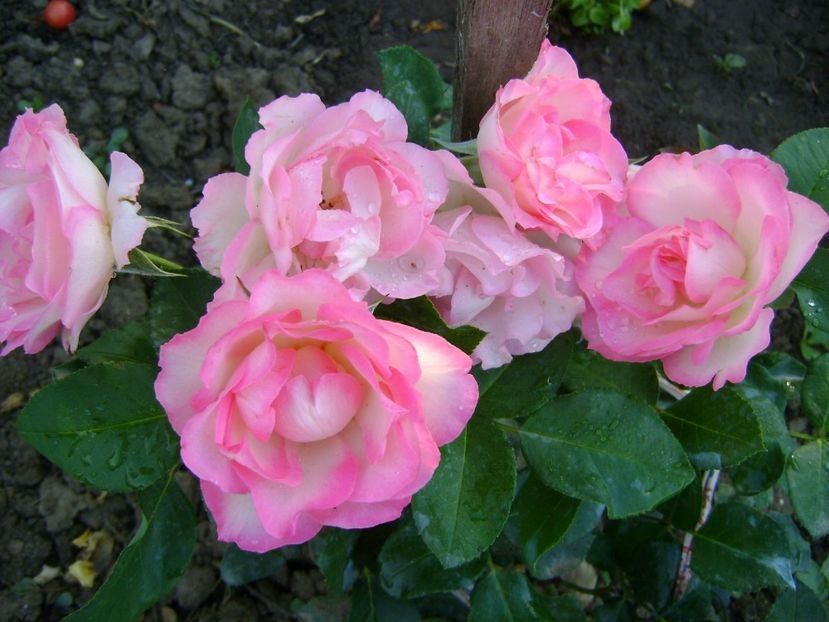 bordure rose - TOATE FLORILE