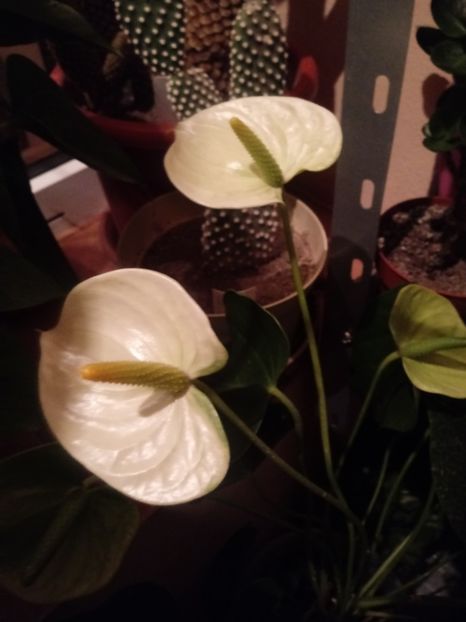  - Anthurium - Floarea Flamingo