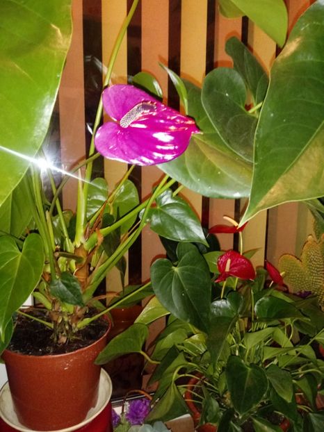  - Anthurium - Floarea Flamingo