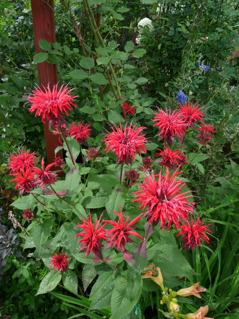  - Monarda