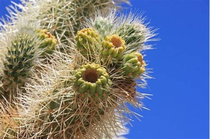 cactuflowers - suculente si cactusi