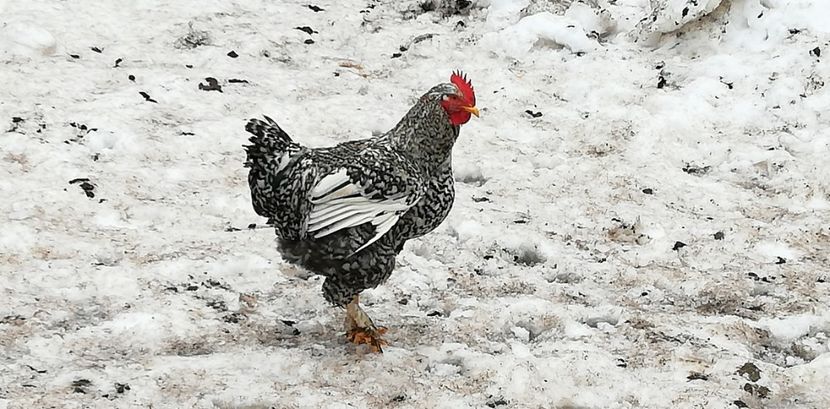  - Găini românești