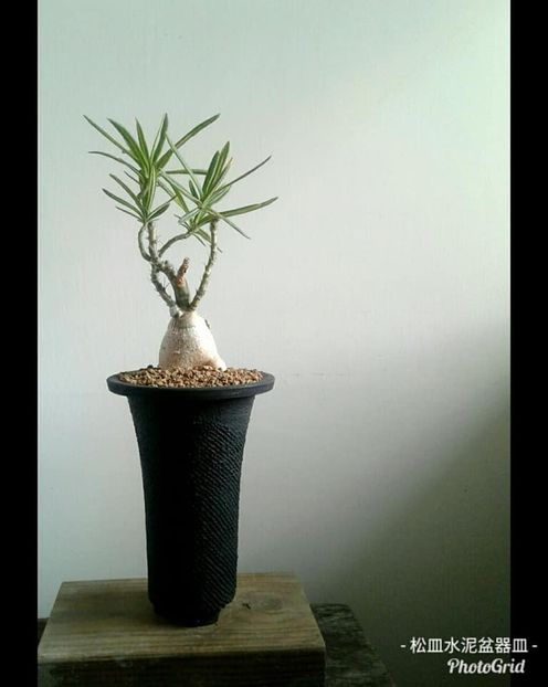 Pachypodium succulentum - Vase - aranjamente - accesorii