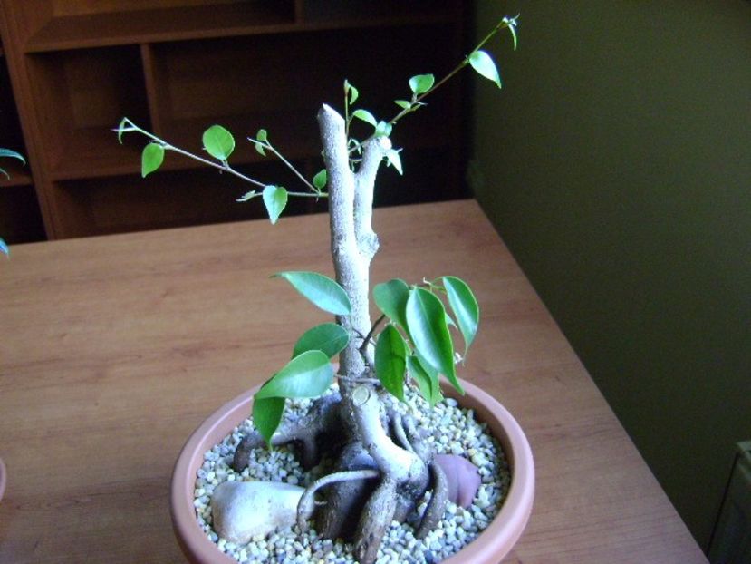 Ficus benjamina (Weeping fig) - Bonsai si prebonsai 2018-2020