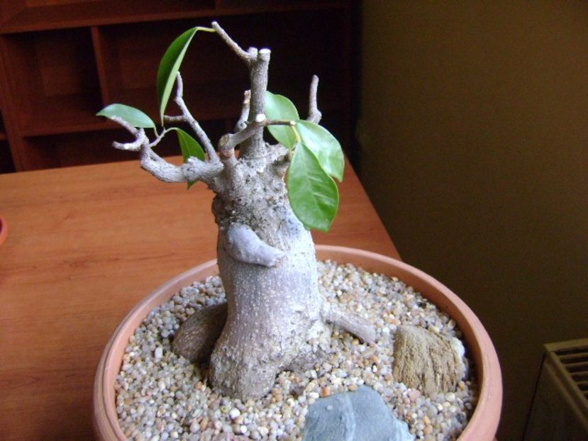 Ficus microcarpa cv. Ginseng - Caudiciforme si bulbi 2018