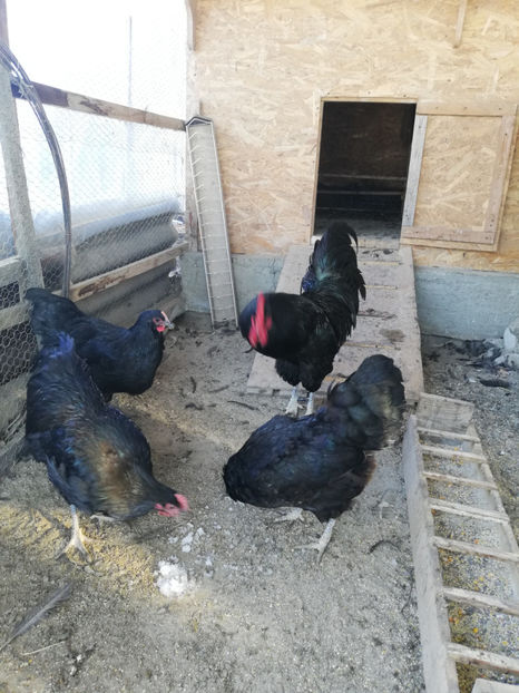  - Australorp