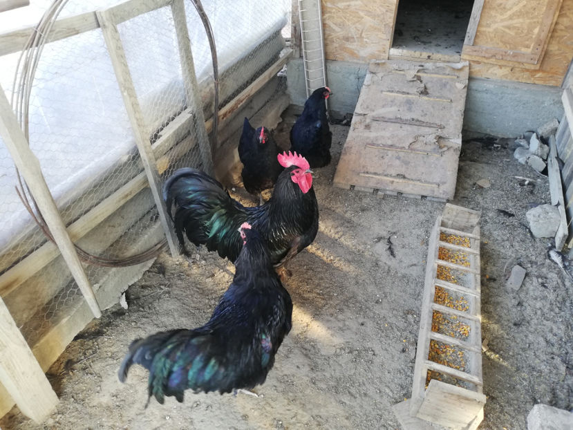  - Australorp