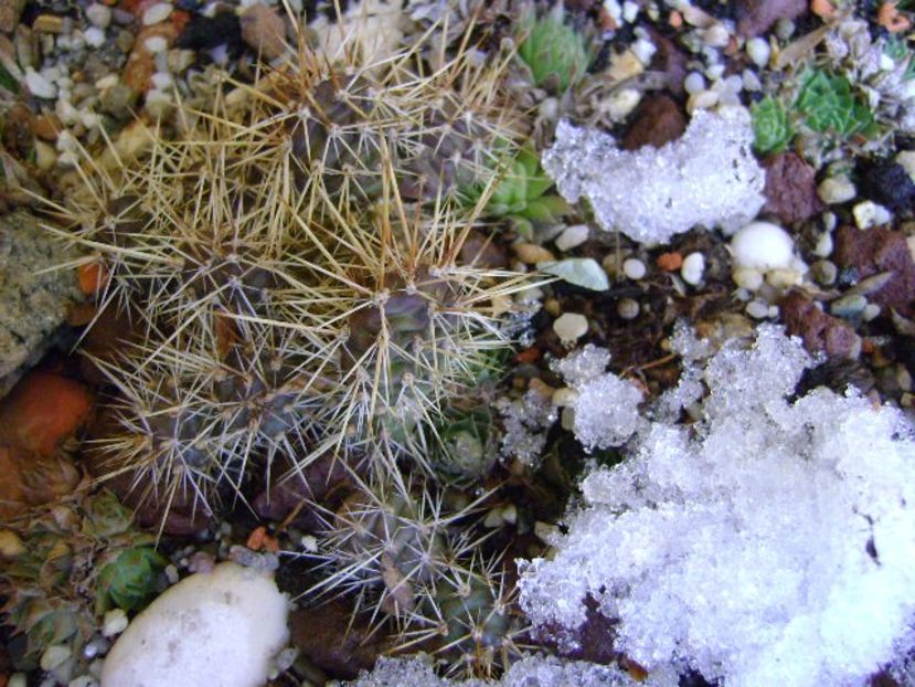 Cactusi si suculente winter-hardy - v Iarna 2019-2020