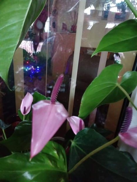  - Anthurium - Floarea Flamingo