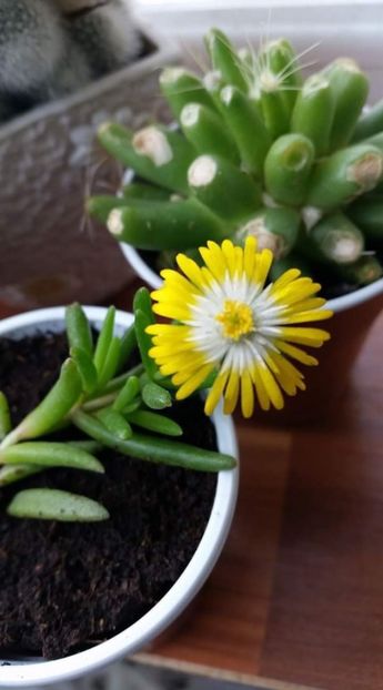 Jewel of desert peridot - Delosperma