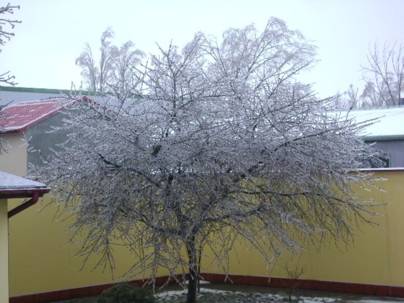 Freezing rain - v Iarna 2019-2020