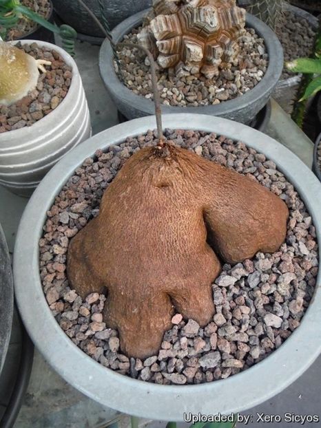 Dioscorea sylvatica - Whish list pentru viata urmatoare1