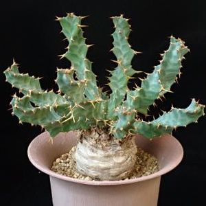 Euphorbia clavigera - Whish list pentru viata urmatoare1