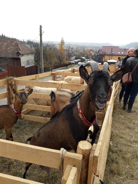  - EXPOZITIA ANIMALE SARMAS HARGHITA 2018