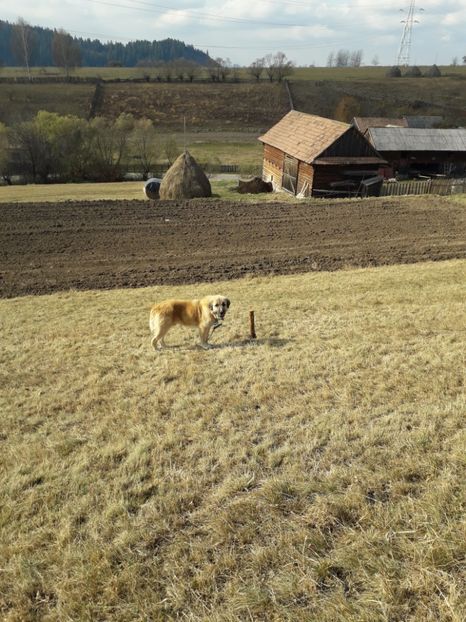  - EXPOZITIA ANIMALE SARMAS HARGHITA 2018