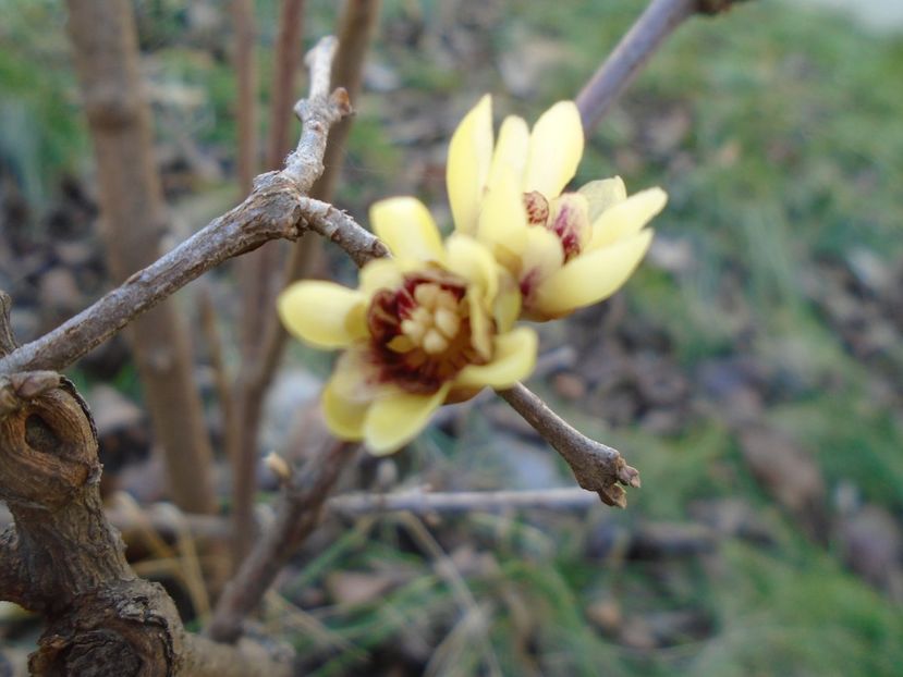 Arbustul zanei (Chimonanthus praecox) - v Iarna 2019-2020