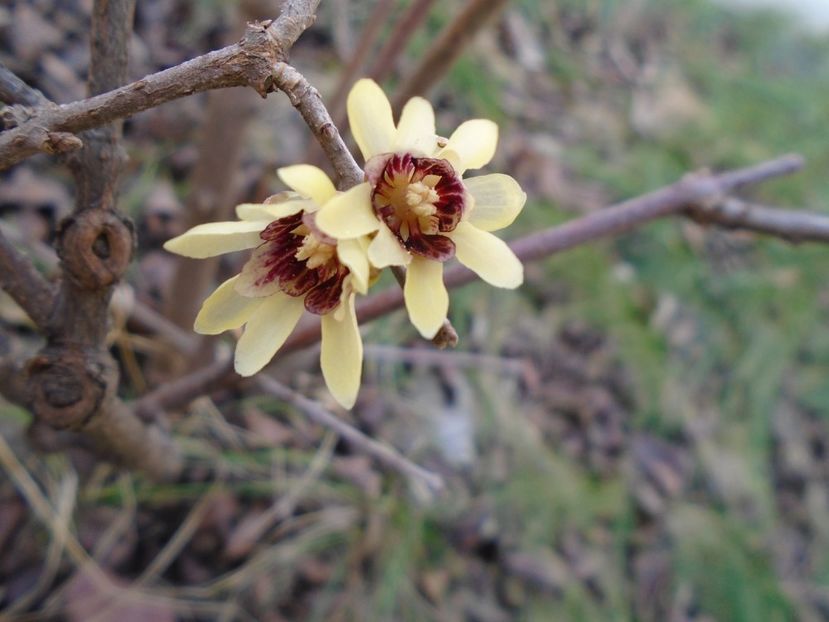 Arbustul zanei (Chimonanthus praecox) - v Iarna 2019-2020