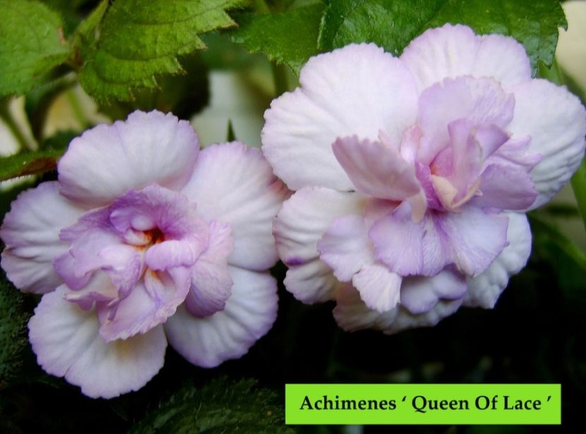 Queen of Lace - Noutăți Achimenes 2019