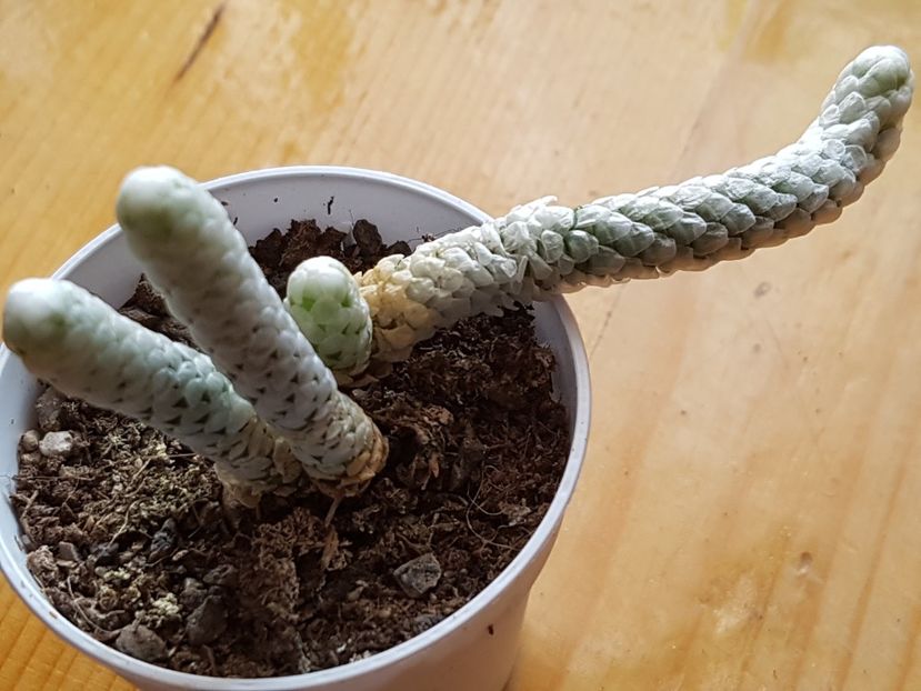 Anacampseros papiracea (avonia) - Cactusi si plante suculente 2017-2018-2019